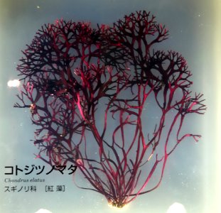 Chondrus elatus - National Museum of Nature and Science, Tokyo - DSC07637