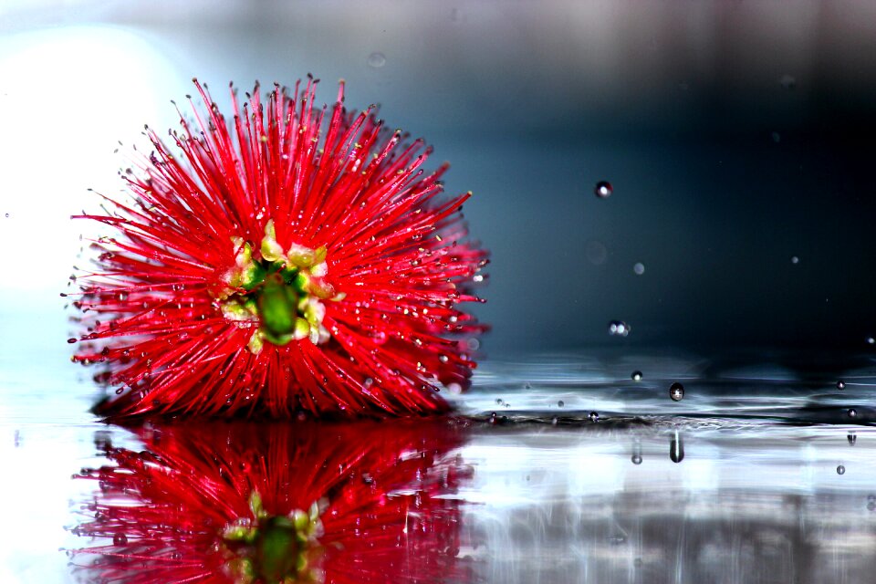 Flower brush drop flower