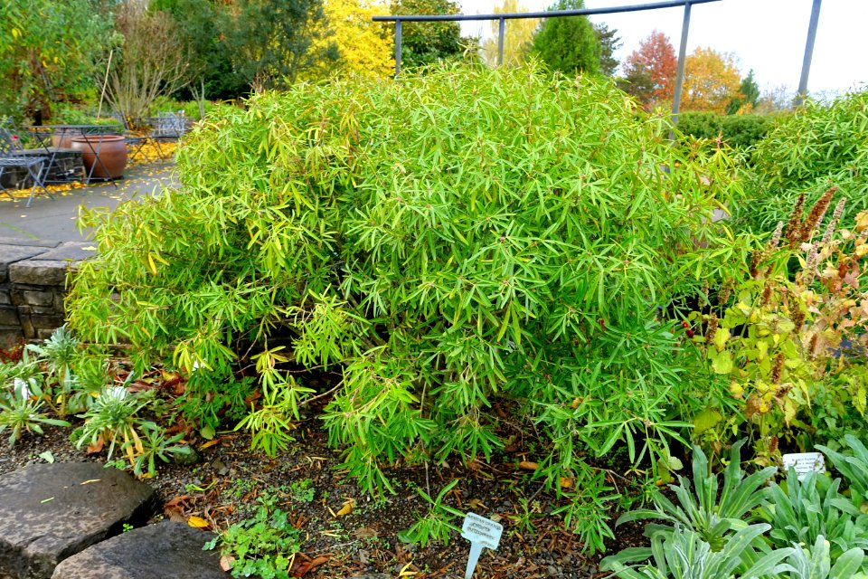 Choisya × dewitteana 'Aztec Pearl' - Oregon Garden - Silverton, Oregon - DSC00154