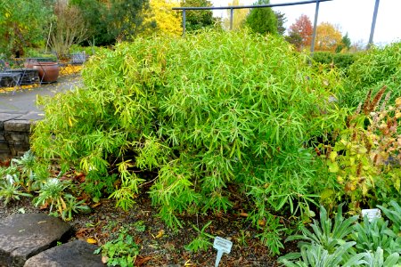 Choisya × dewitteana 'Aztec Pearl' - Oregon Garden - Silverton, Oregon - DSC00154