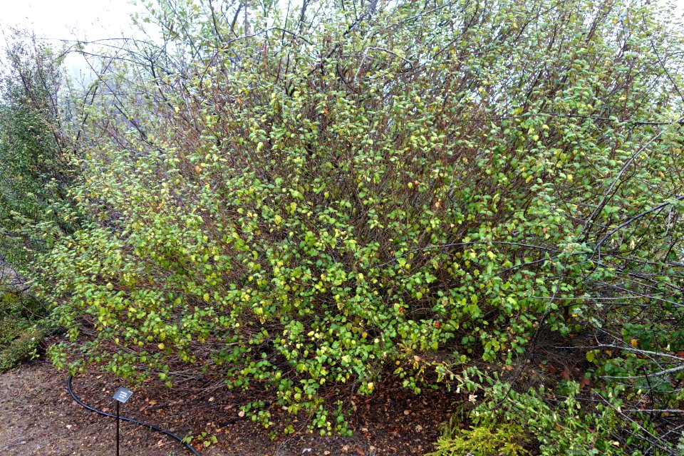 Chorilaena quercifolia - UC Santa Cruz Arboretum - DSC07329
