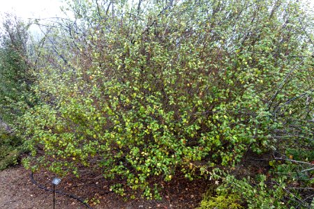 Chorilaena quercifolia - UC Santa Cruz Arboretum - DSC07329