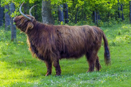 Cattle wild animals animals photo