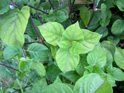 Chinese violet (Asystasia gangetica) leaves