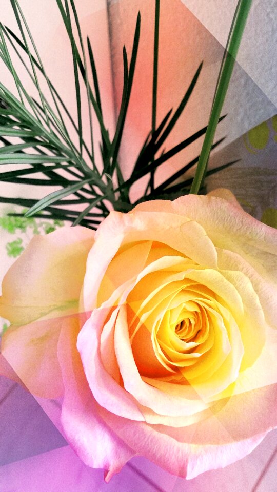 Love friendship yellow rose