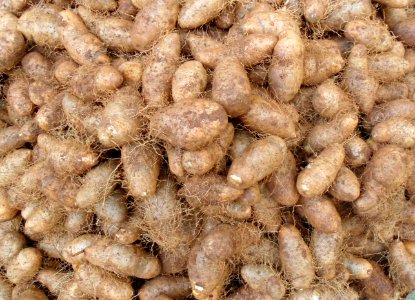 Chinese vegetable 028