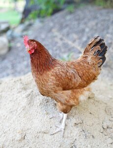 Farm cockerel chicken photo