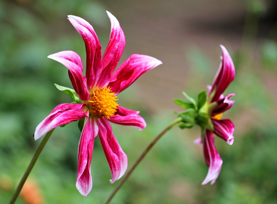 Flower composites flower garden