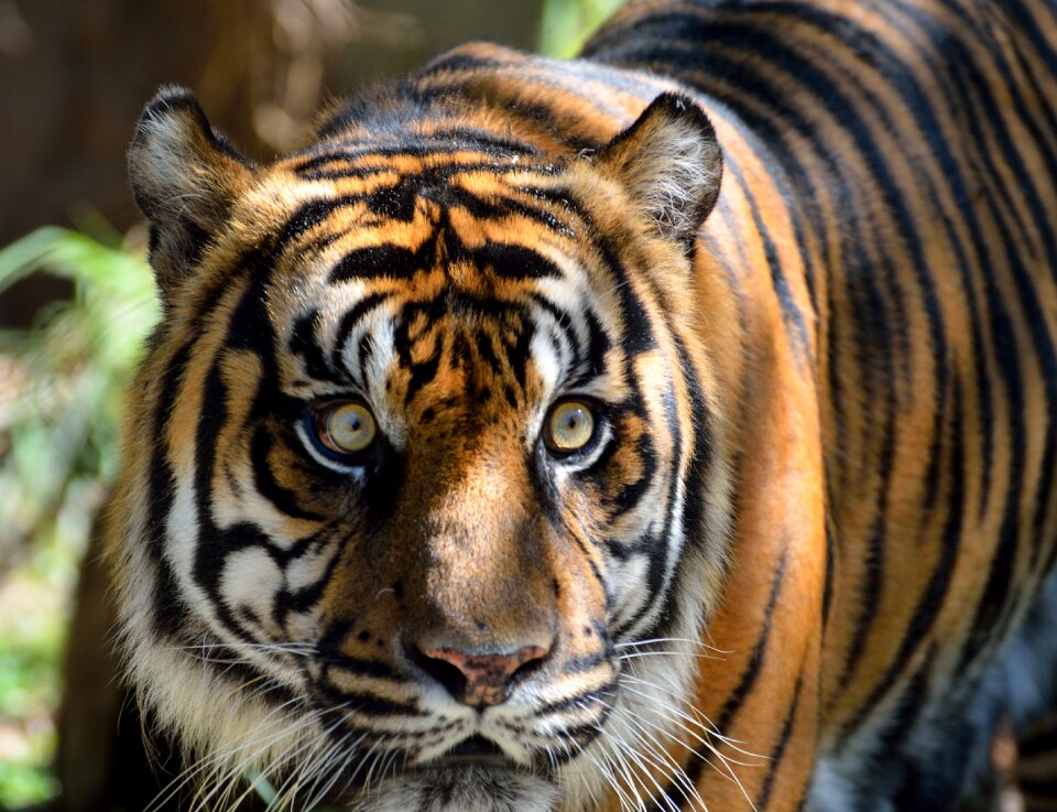 Tiger wildlife animals
