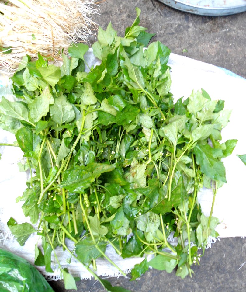 Chinese vegetable 030
