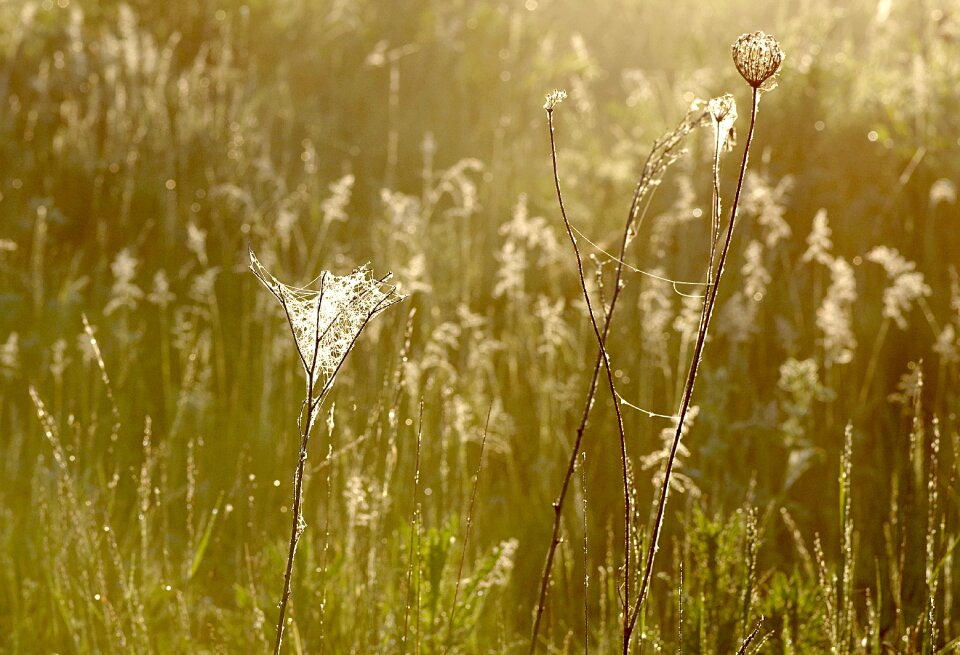 Dawn in the morning nature