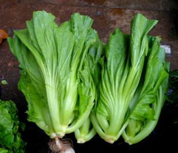 Chinese vegetable 026