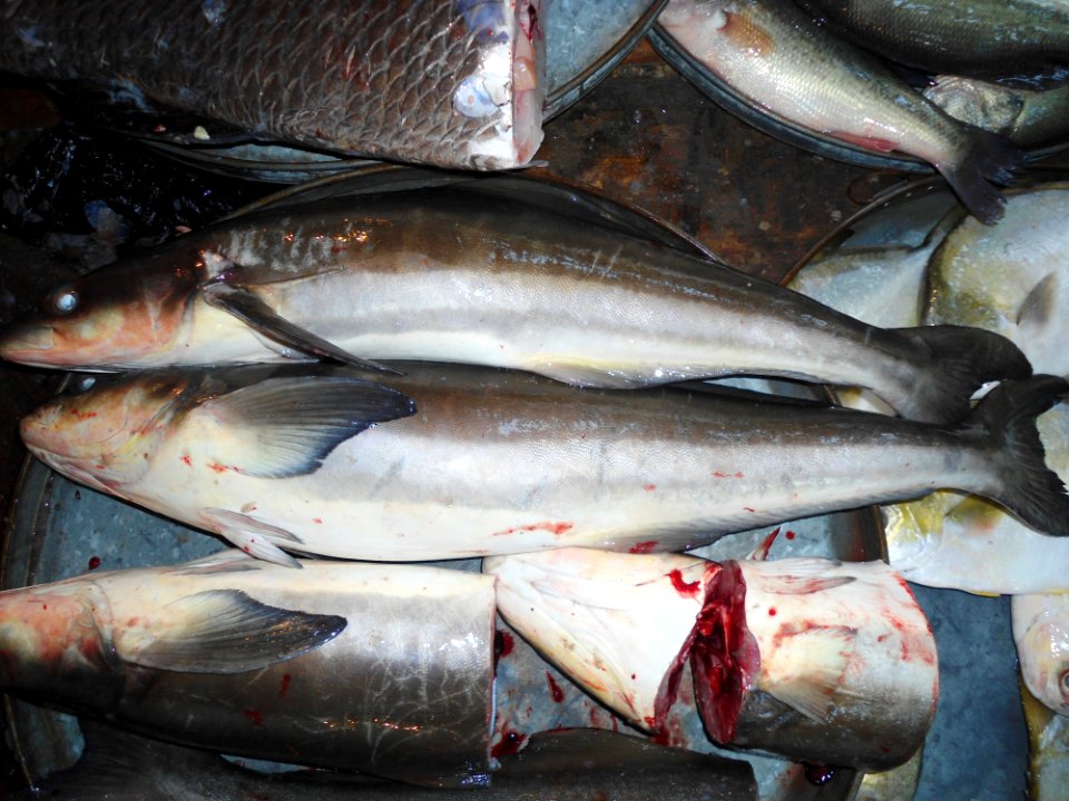 Chinese fish 002