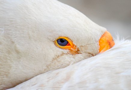 Chinese goose