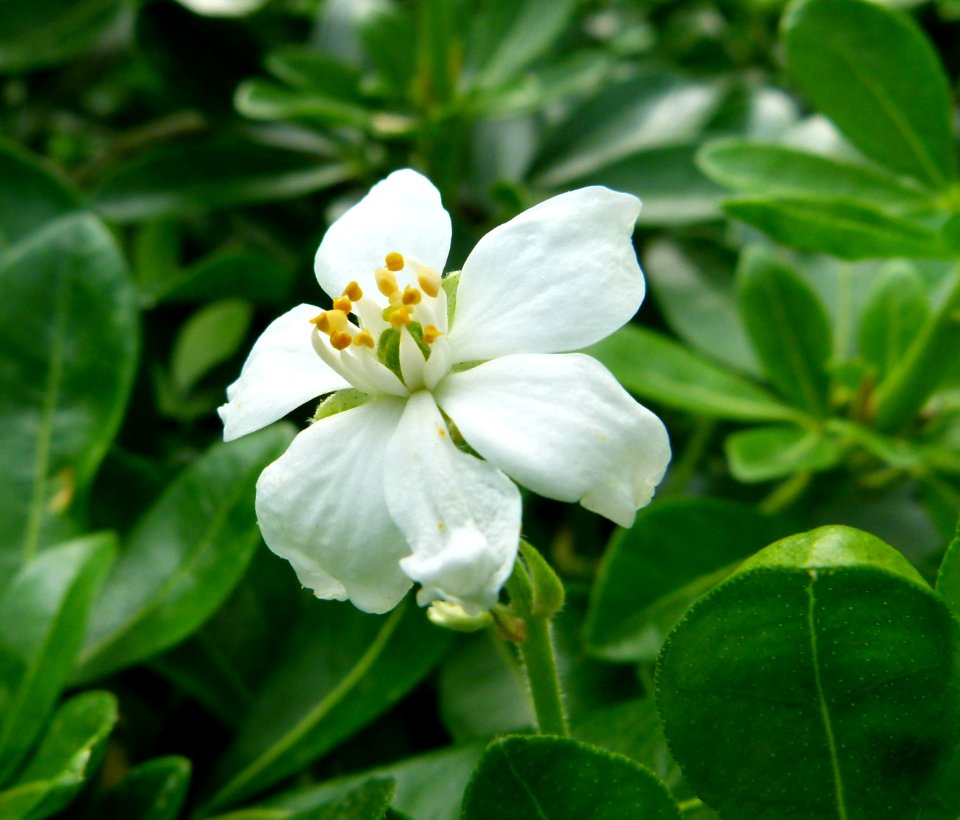 Choisya ternata (Flower) in Jardin des Plantes de Paris