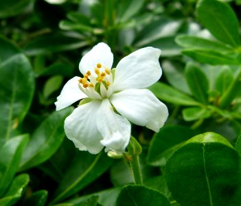 Choisya ternata (Flower) in Jardin des Plantes de Paris photo