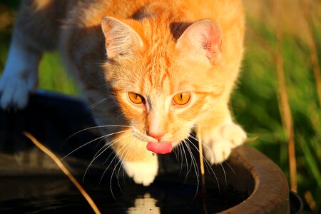 Red mackerel tabby red cat water