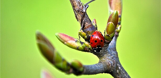Red points beetle