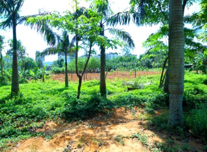 Chinese Academy of Tropical Agricultural Sciences (CATAS) - 06