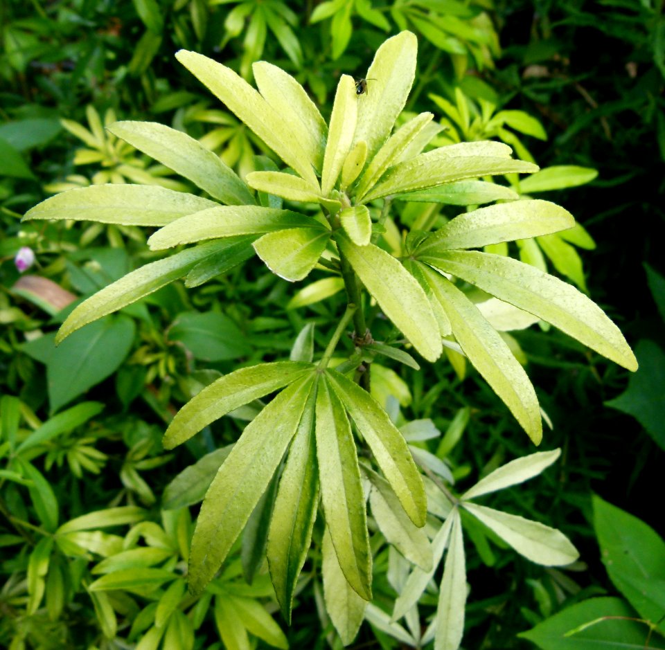 Choisya ternata au parc floral