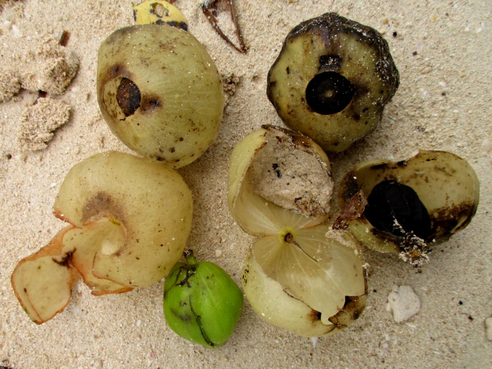 Chinese lantern tree (Hernandia nymphaeifolia) fruits 2