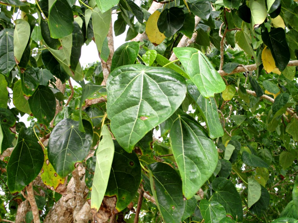 Chinese lantern tree (Hernandia nymphaeifolia) leaves