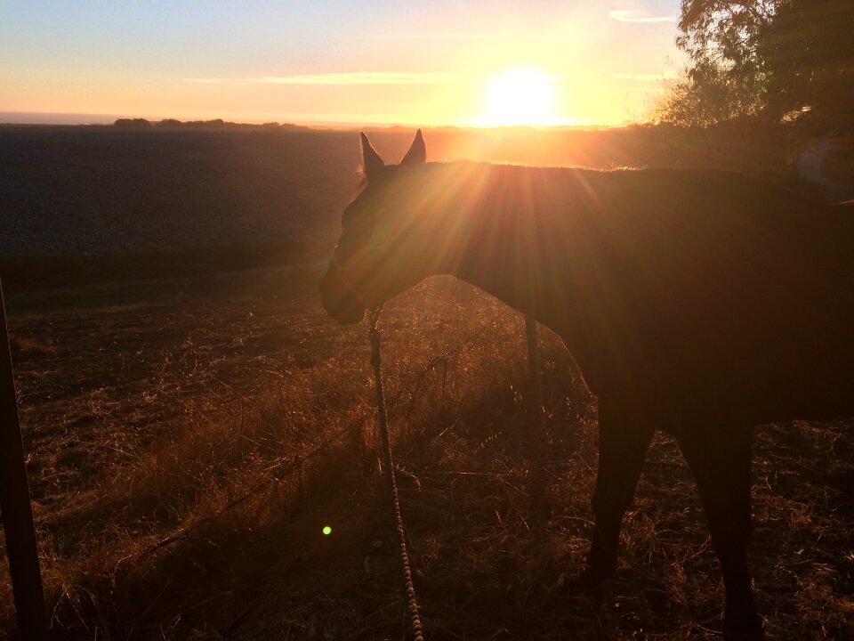 Animal equestrian outdoors
