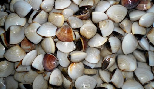 Chinese mollusk 003