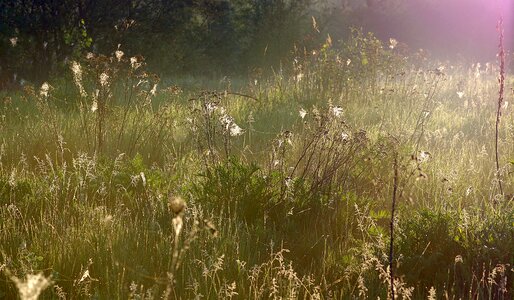 Dawn in the morning nature
