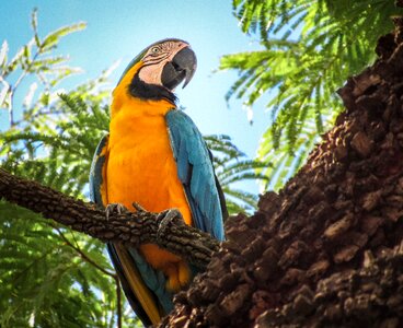 Yellow macaw bird animal photo