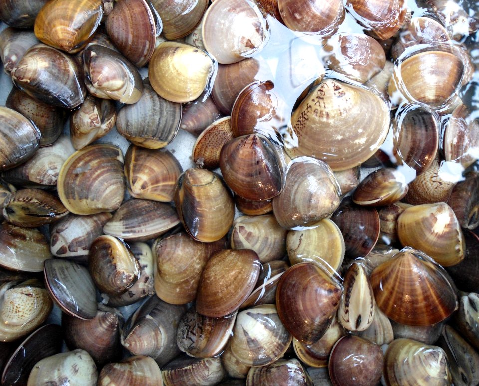Chinese mollusk 001