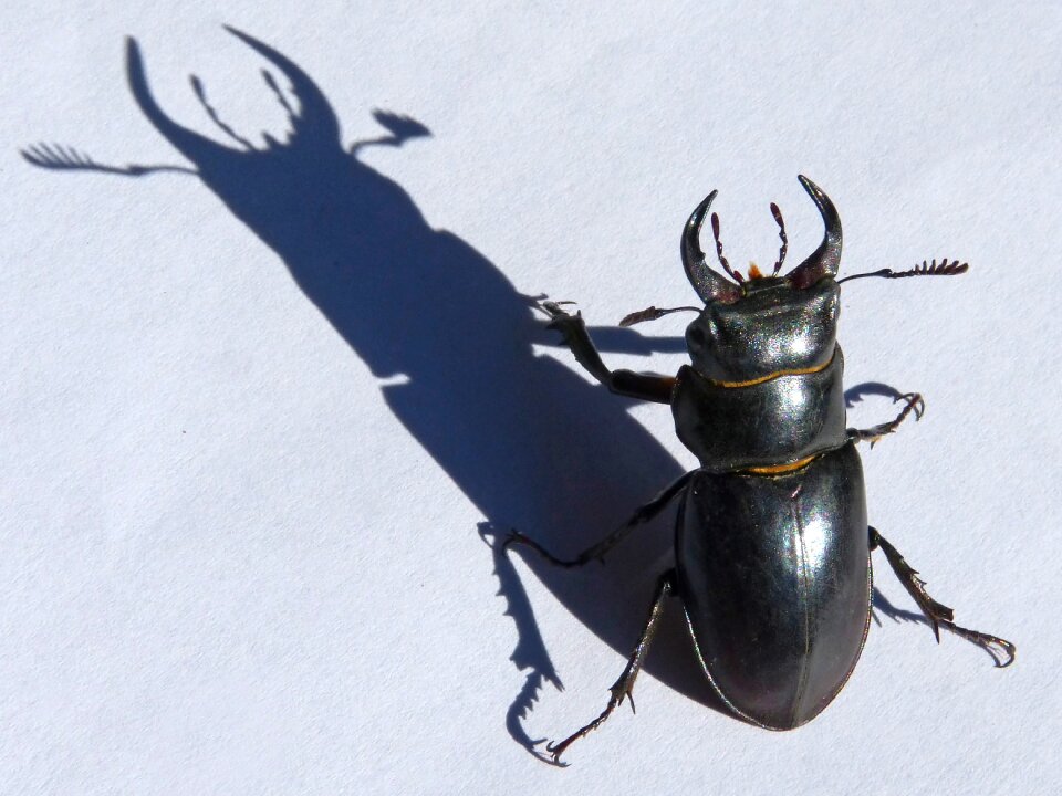 Escanyapolls shadow threat
