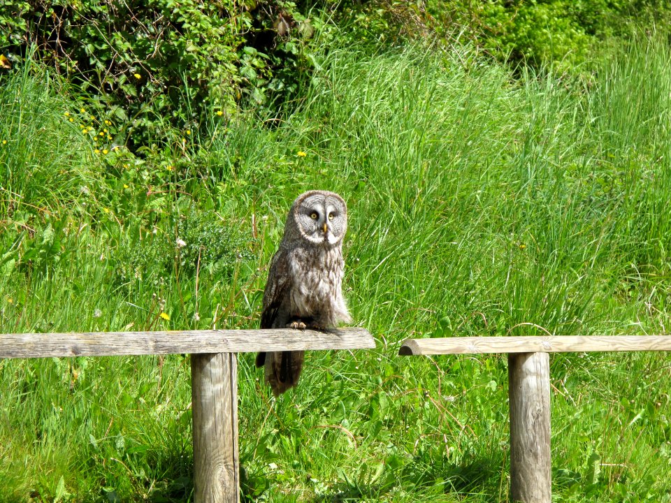 Chouette lapone, Espace Rambouillet, France 05