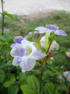 Chinese violet (Asystasia gangetica) flowers 2