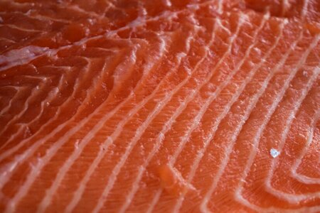 Food salmon fillet gourmet photo