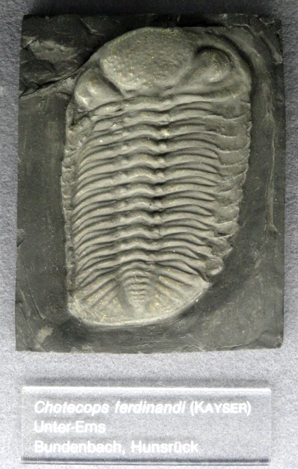 Chotecops ferdinandi - Naturmuseum Senckenberg - DSC02239