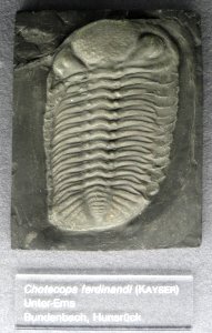 Chotecops ferdinandi - Naturmuseum Senckenberg - DSC02239