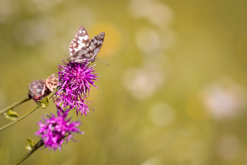 Edelfalter nature butterfly