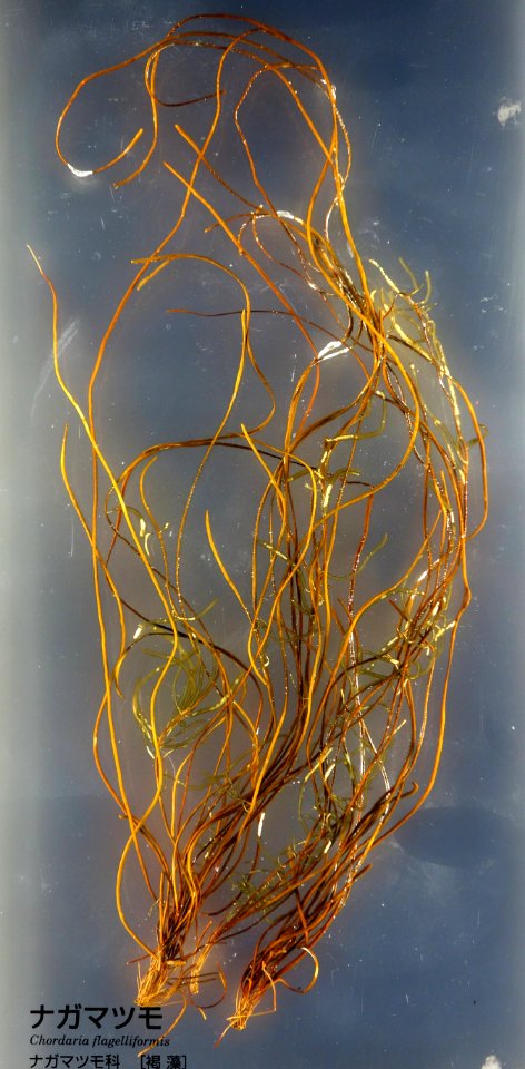 Chordaria flagelliformis - National Museum of Nature and Science, Tokyo - DSC07628