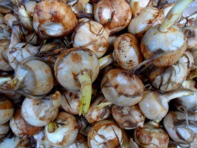 Chinese vegetable 024