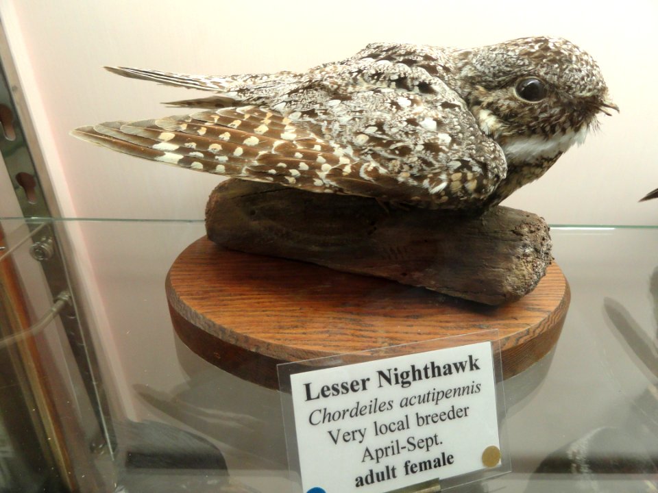 Chordeiles acutipennis - Pacific Grove Museum of Natural History - DSC06702
