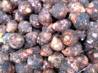 Chinese vegetable 015