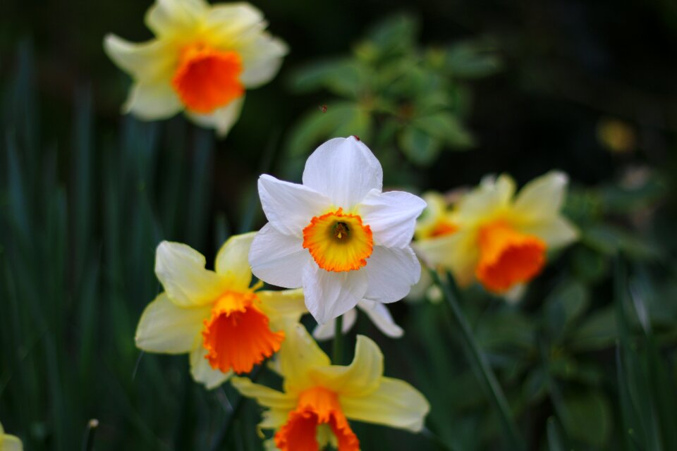 Nature garden spring flowers