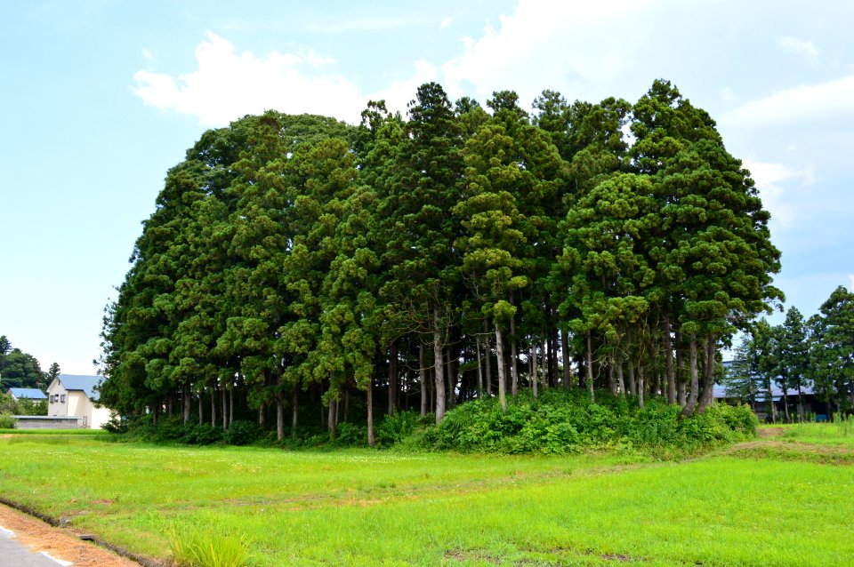 Chinjumori-kofun zenkei