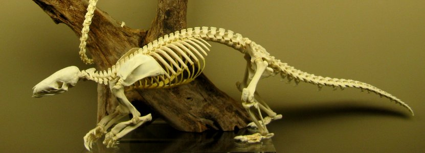 Chinese pangolin skeleton photo