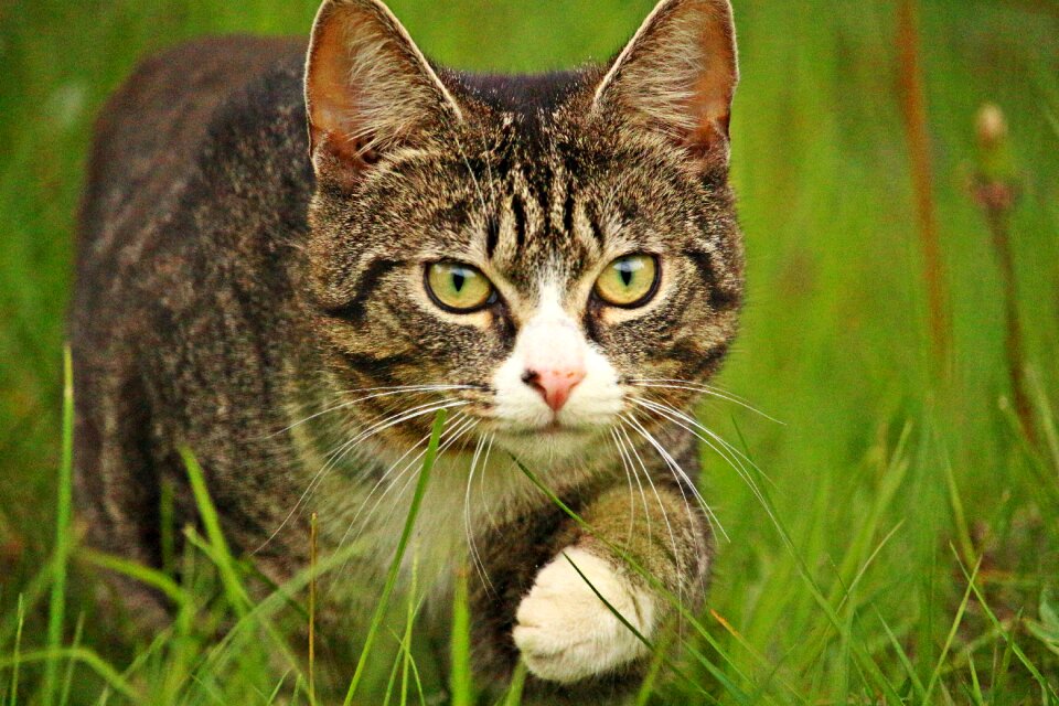Kitten mieze animal