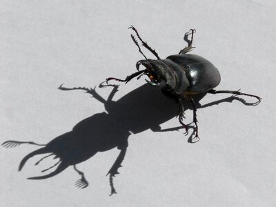 Escanyapolls shadow threat