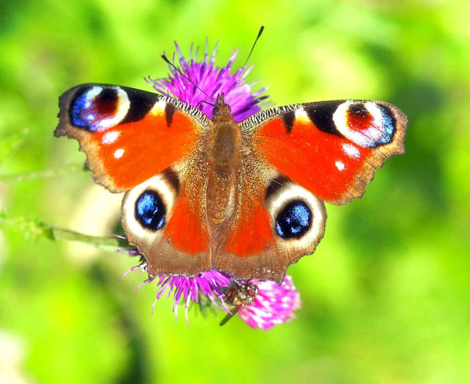 Insect close up nature photo