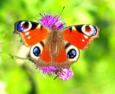 Insect close up nature