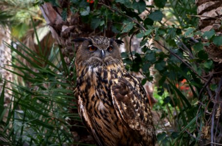 Chouette au zoo